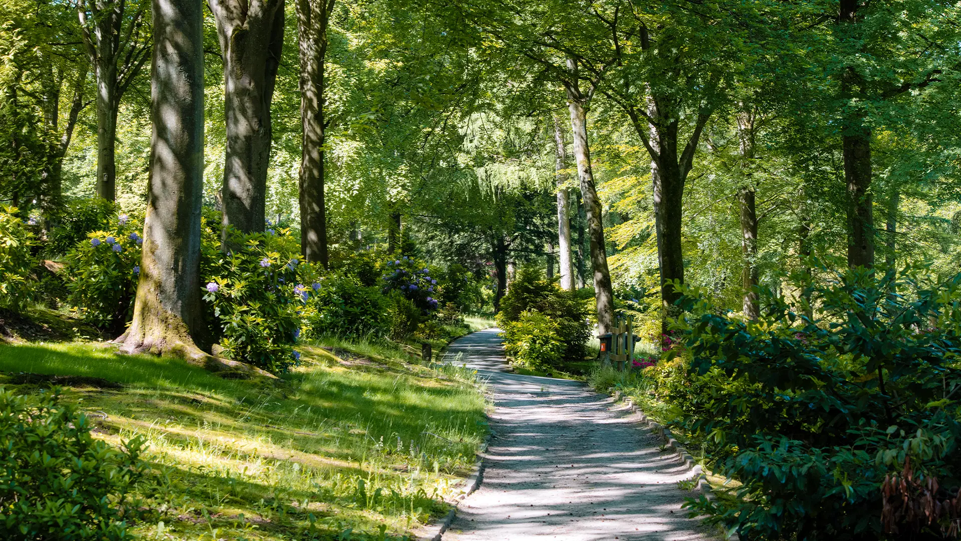 Grün bewachsener Fußweg auf dem Friedhof Reinshagen in Remscheid.